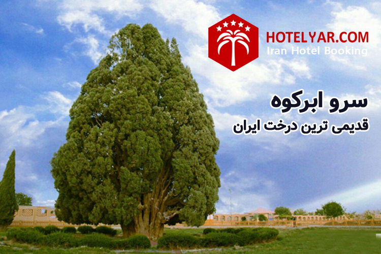 سرو ابرکوه یزد، قدیمی ترین درخت ایران را بشناسید!
