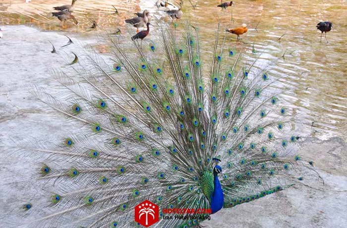 طاووس باغ پرندگان