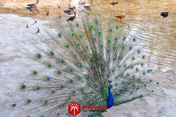 تصویر طاووس باغ پرندگان تهران